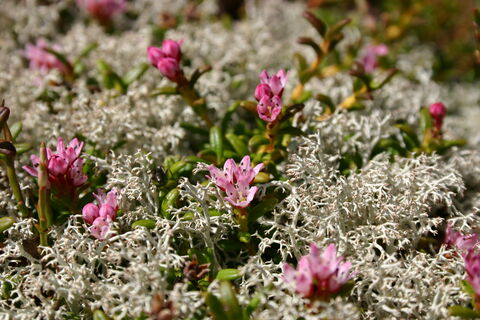 Almrosen - Blumenpracht am Berg - Almrosen - Blumenpracht am Berg Almrosen - Blumenpracht am Berg - Almrosen - Blumenpracht am Berg